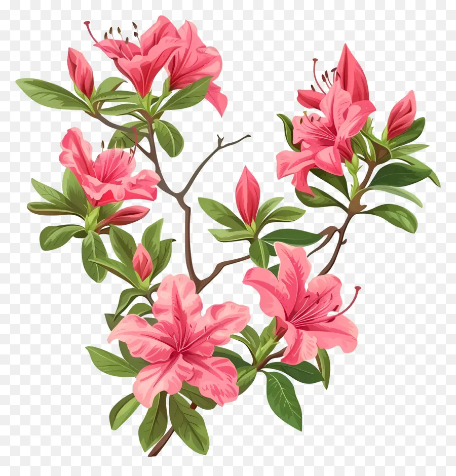 Plante Azalea，Fleurs Roses Azalea PNG