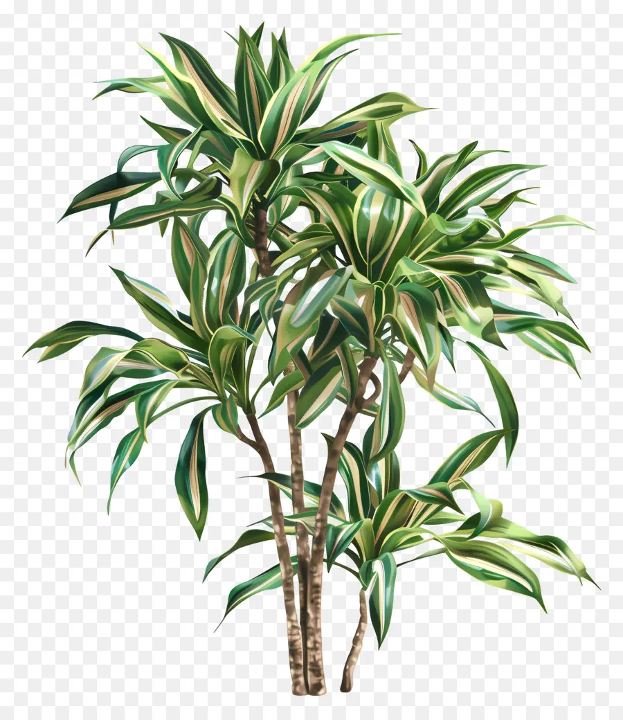 Dracaena，Plante Verte PNG