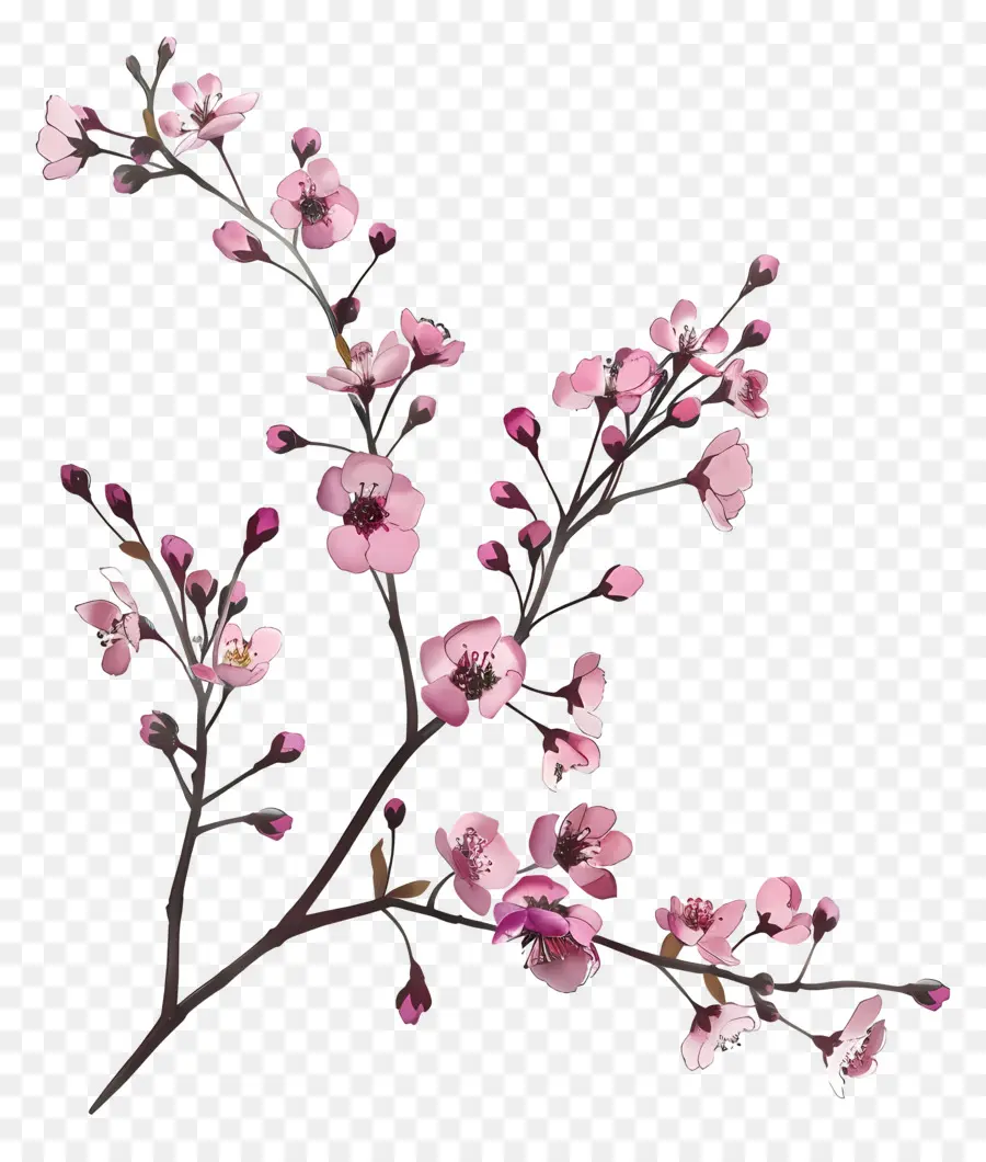 Fleurs Roses，Bifurquer PNG