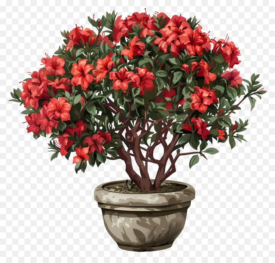 Plante D'azalée，Plante En Pot PNG