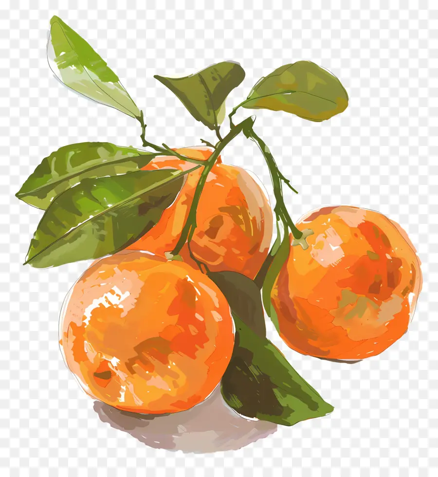 Clémentines，Les Oranges PNG