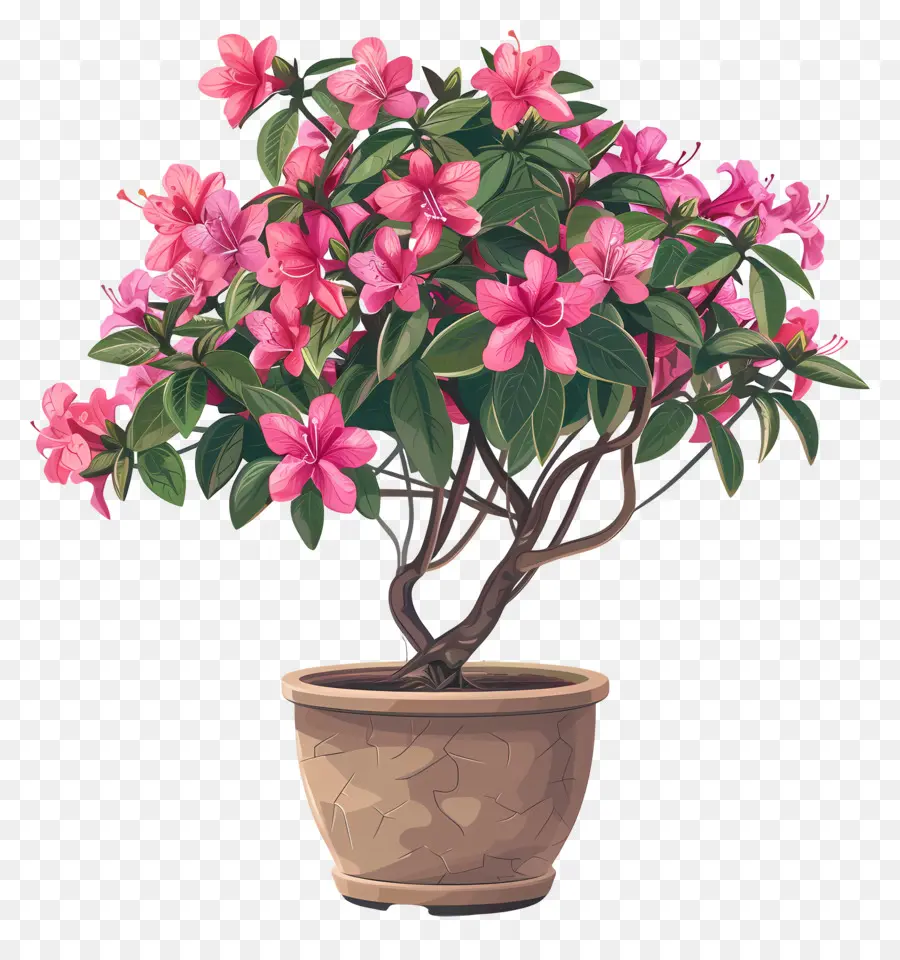 Plante D'azalée，Plante En Pot PNG