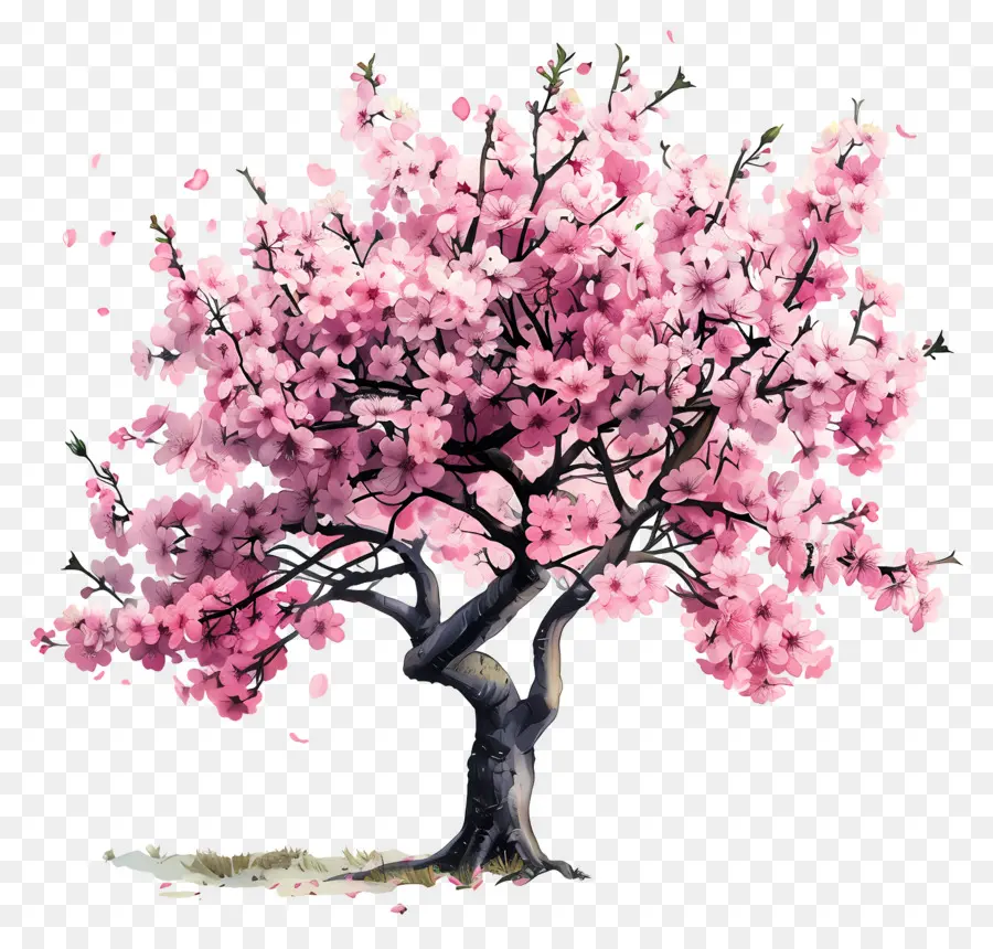 Cerisier，Fleur De Cerisier PNG