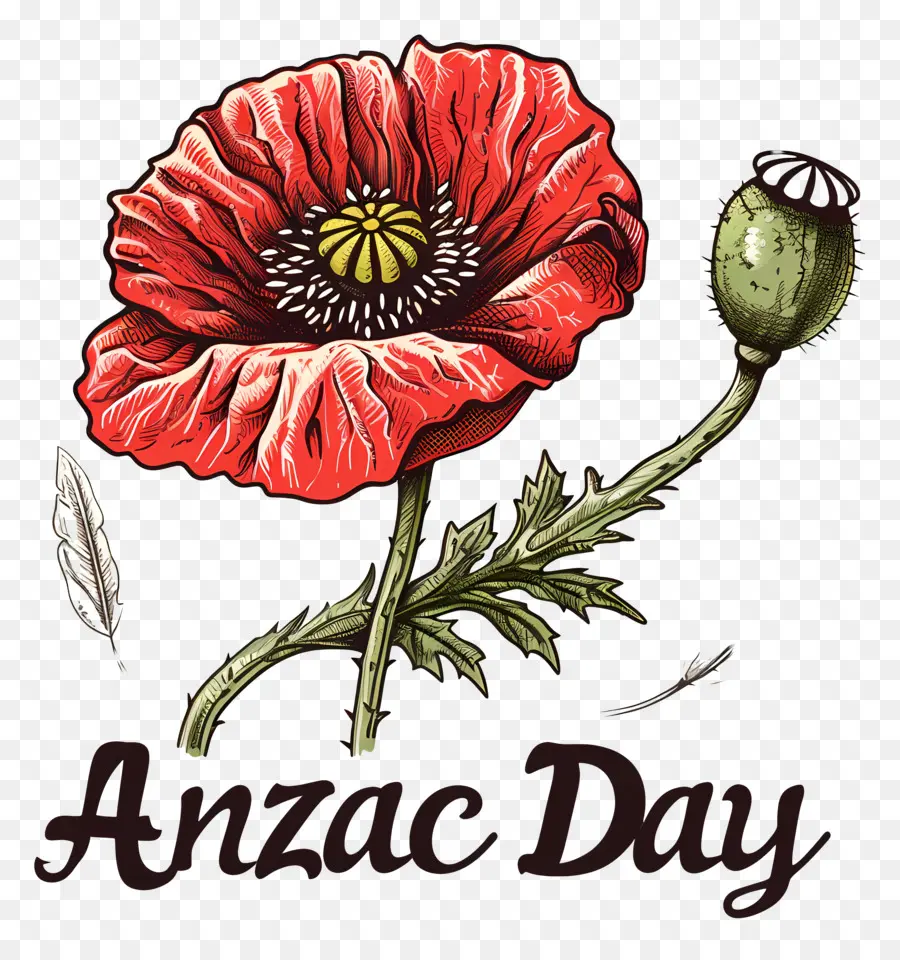 Journée Anzac，Coquelicot Rouge PNG