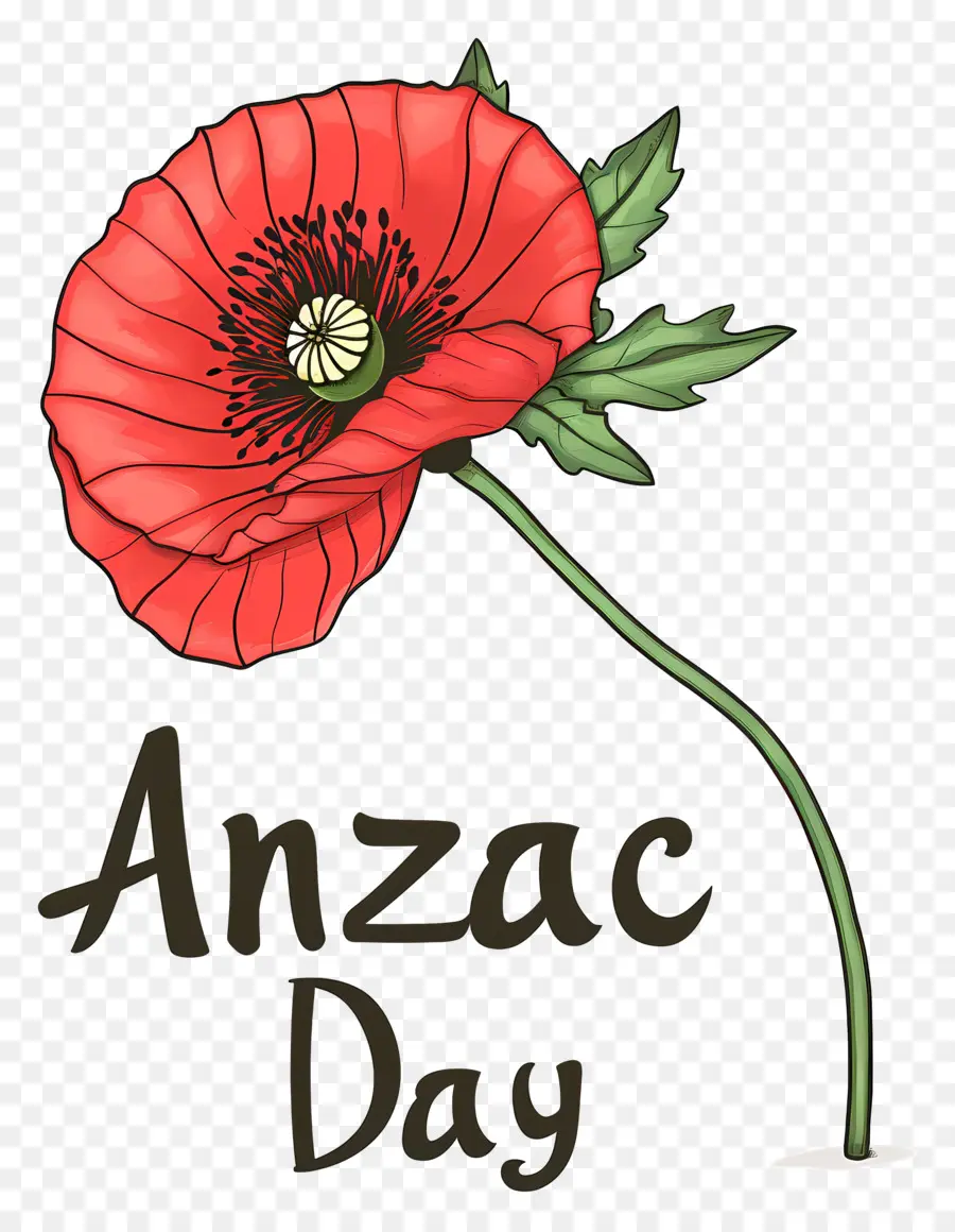 L'anzac Day，Pavot Rouge PNG