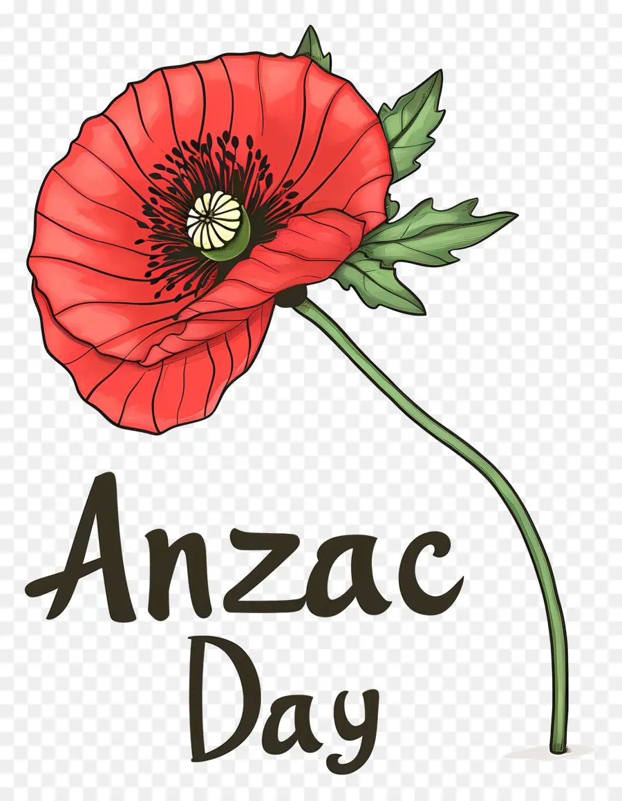 Journée Anzac，Coquelicot De L'anzac Day PNG