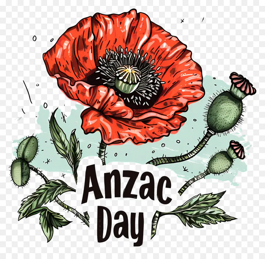 Journée Anzac，Coquelicot Rouge PNG