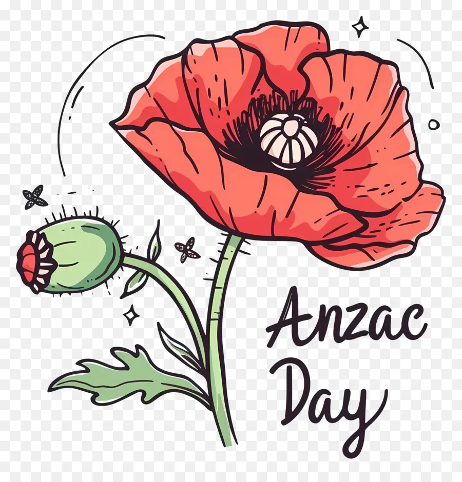 L'anzac Day，Coquelicot PNG