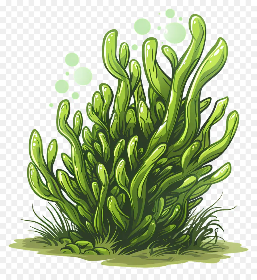 Hornwort，Algue PNG