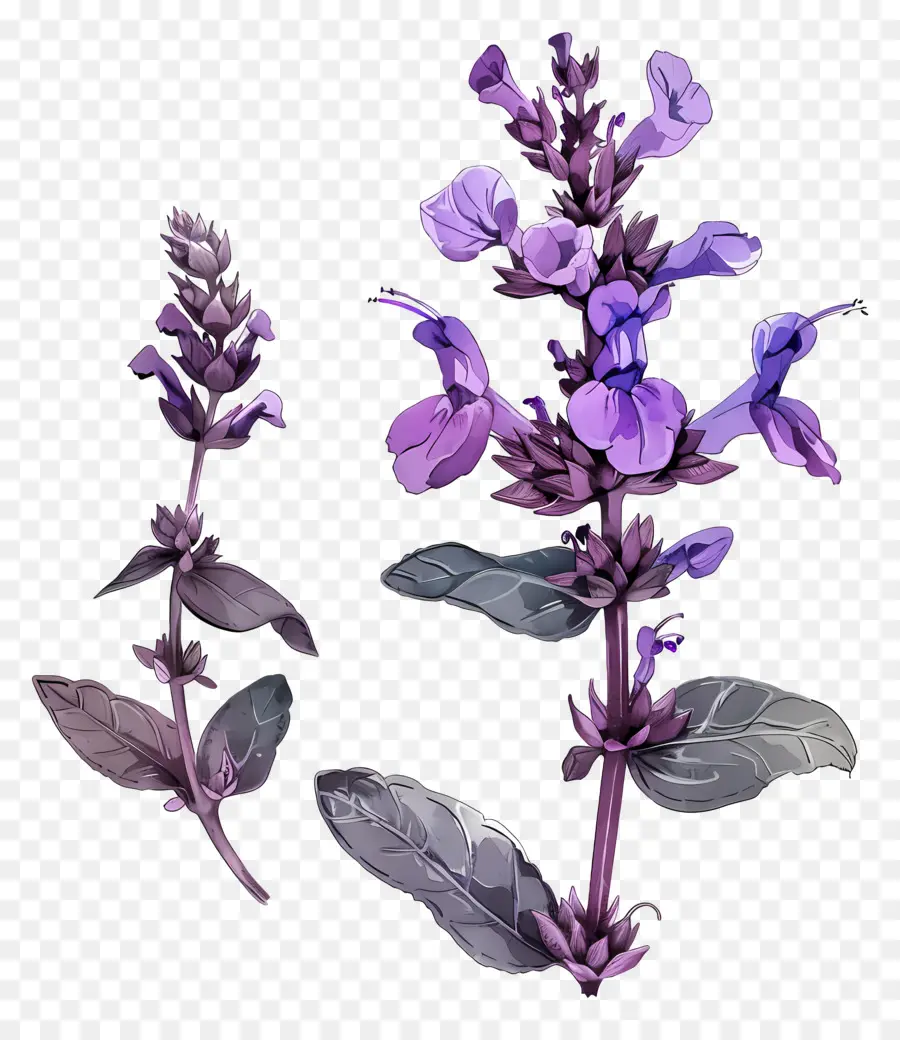 Salvia，Fleurs Pourpres PNG