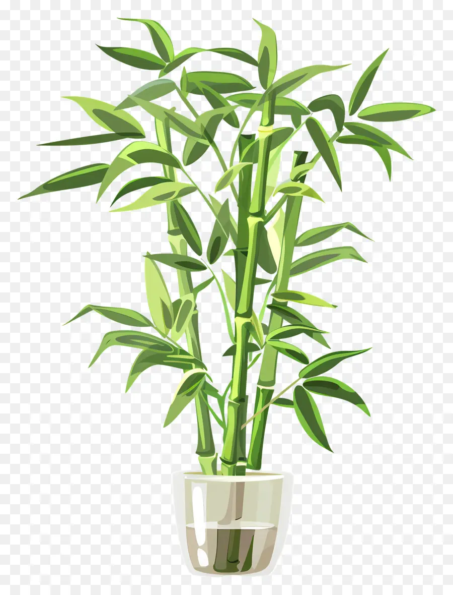 Lucky Bambou，Des Plantes De Bambou PNG
