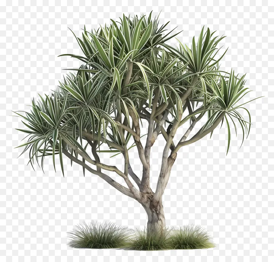 Yucca，Plante PNG