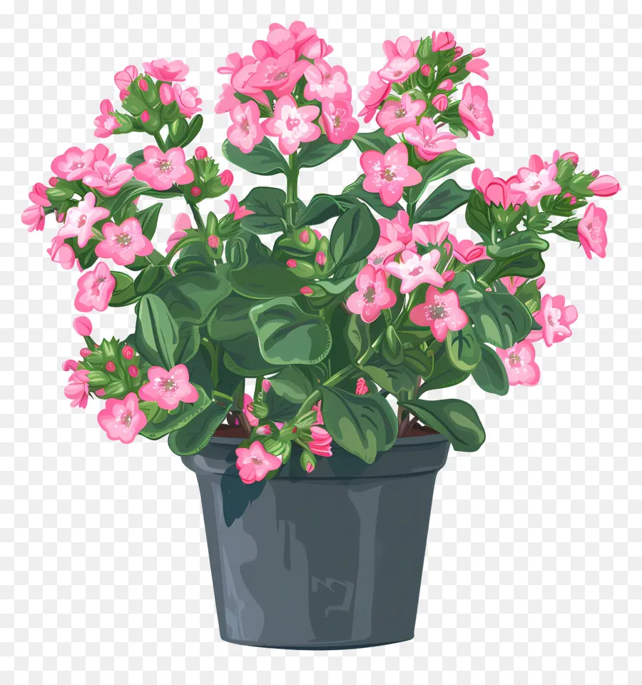 Plante De Kalanchoe，Plantes à Fleurs Roses PNG