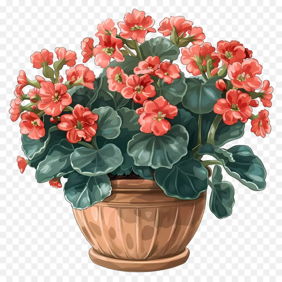 Plante De Kalanchoe，Fleurs Roses PNG
