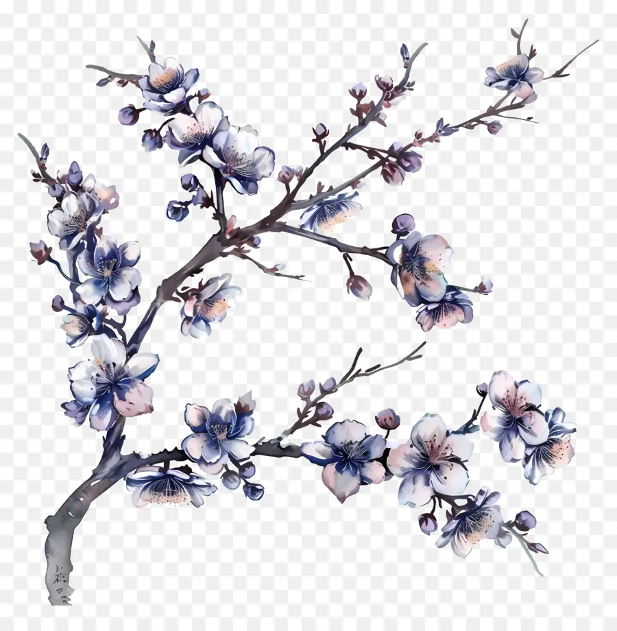 Branche De Cerisier Fleuri，Peinture à L'aquarelle PNG