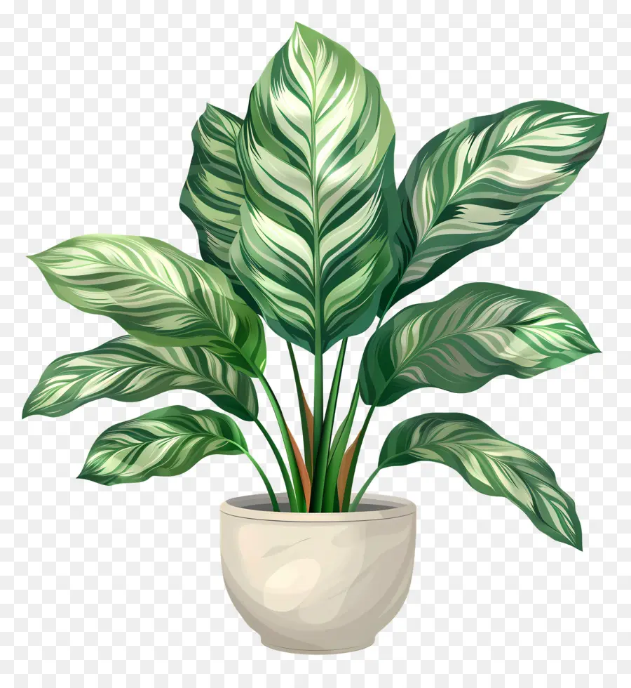 Plante De Calathea，Plante Verte PNG