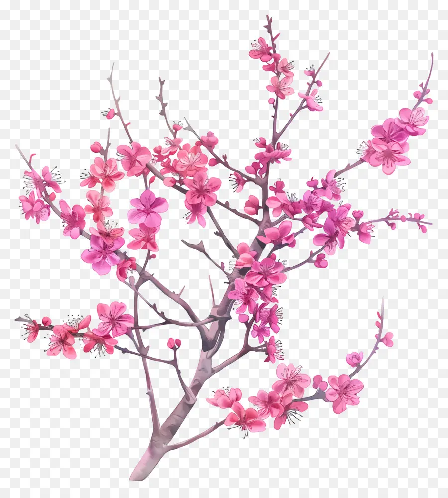 Chinois Redbud，Fleurs De Cerisier PNG