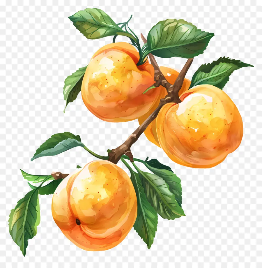 Abricots，Abricotier PNG