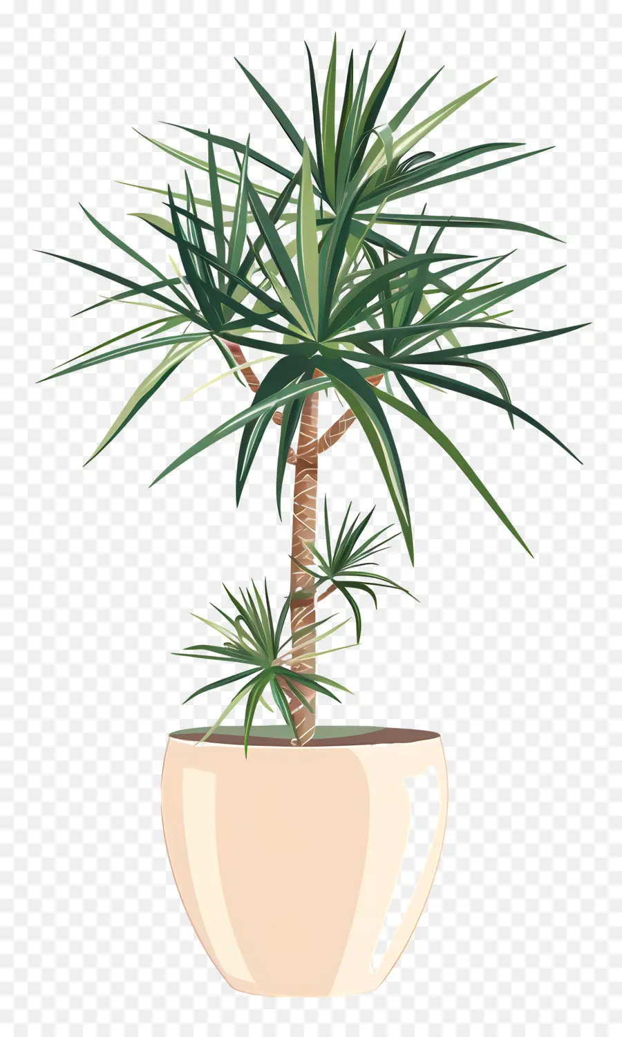 Yucca，Plante Succulente PNG