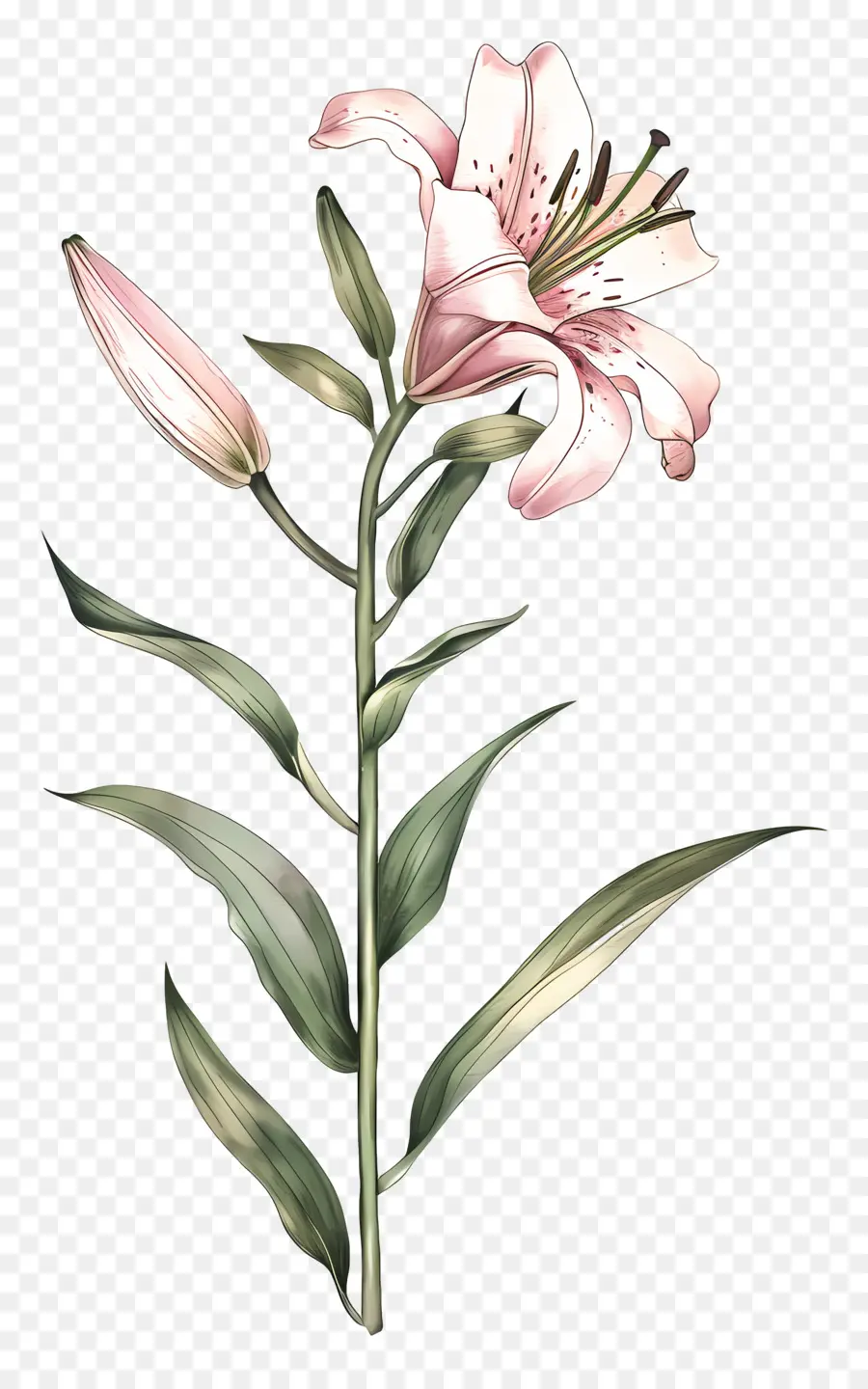 Lys，Lily Rose PNG