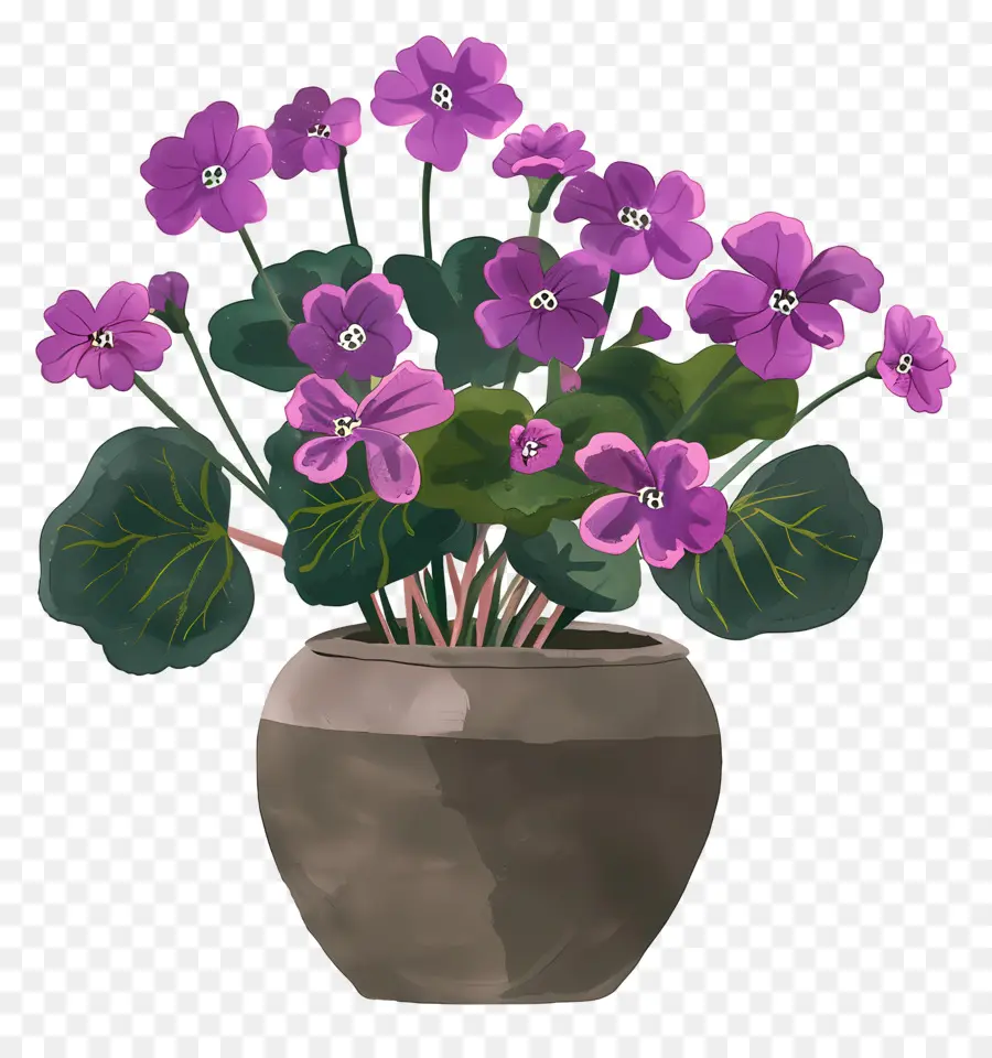 Plante De Kalanchoe，Plante Violette PNG