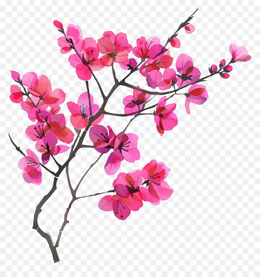 Chinois Redbud，Fleurs De Cerisier PNG