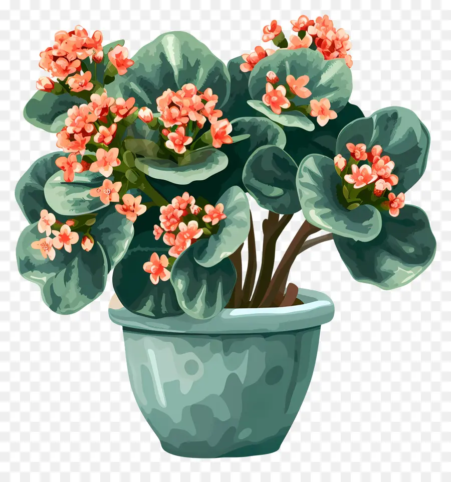 Plante De Kalanchoe，Plante En Pot PNG