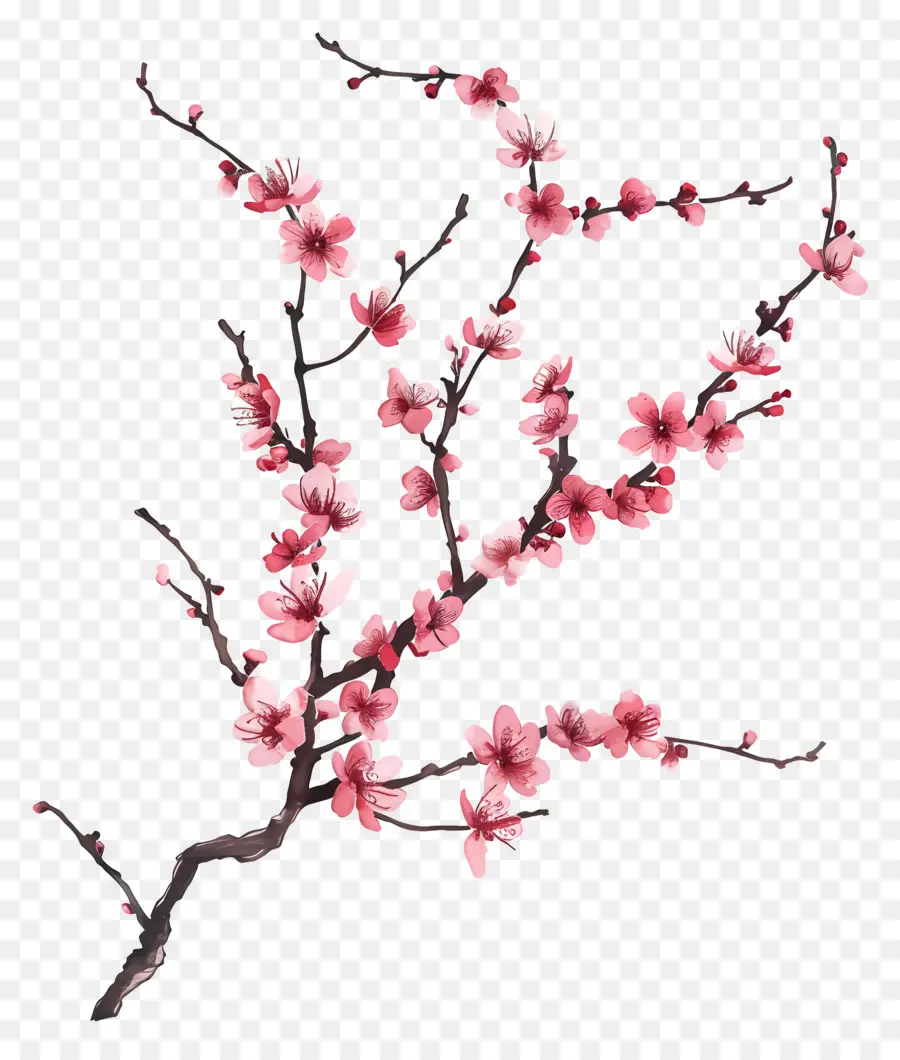Branche De Cerisier Fleuri，Cerisier En Fleur PNG
