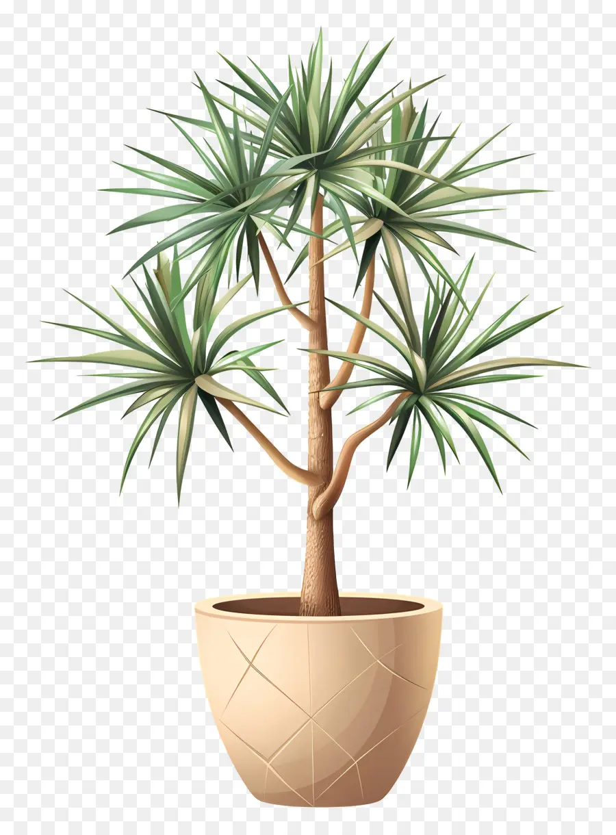 Yucca，Plante En Pot PNG
