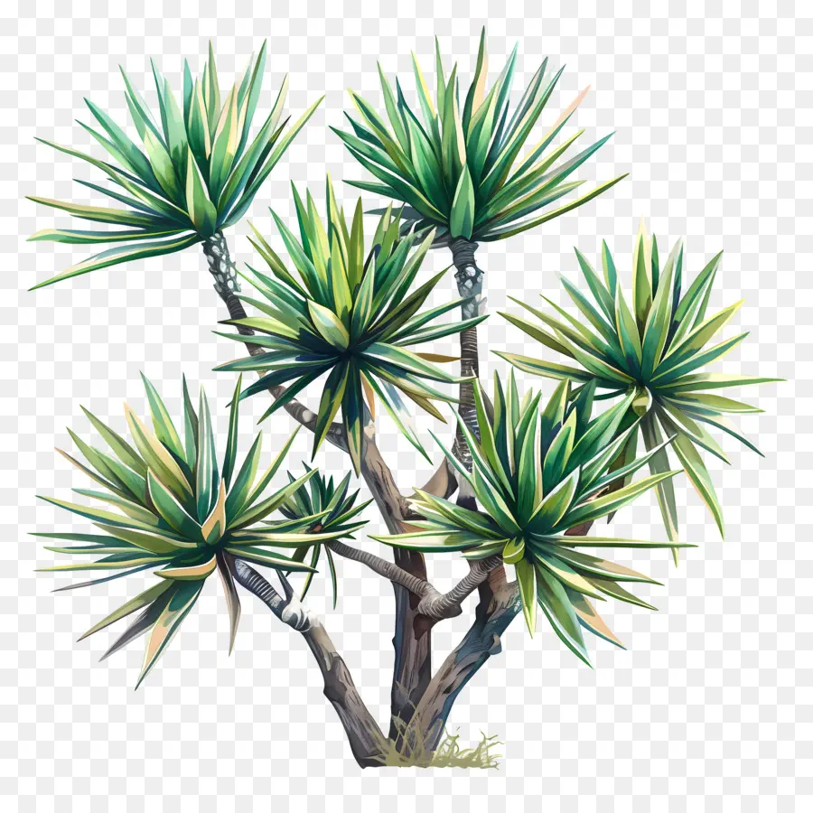 Yucca，Succulent PNG