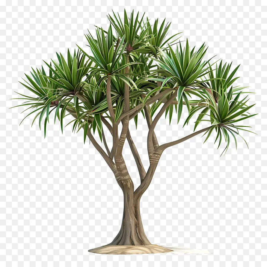 Yucca，Arbre Dracaena PNG