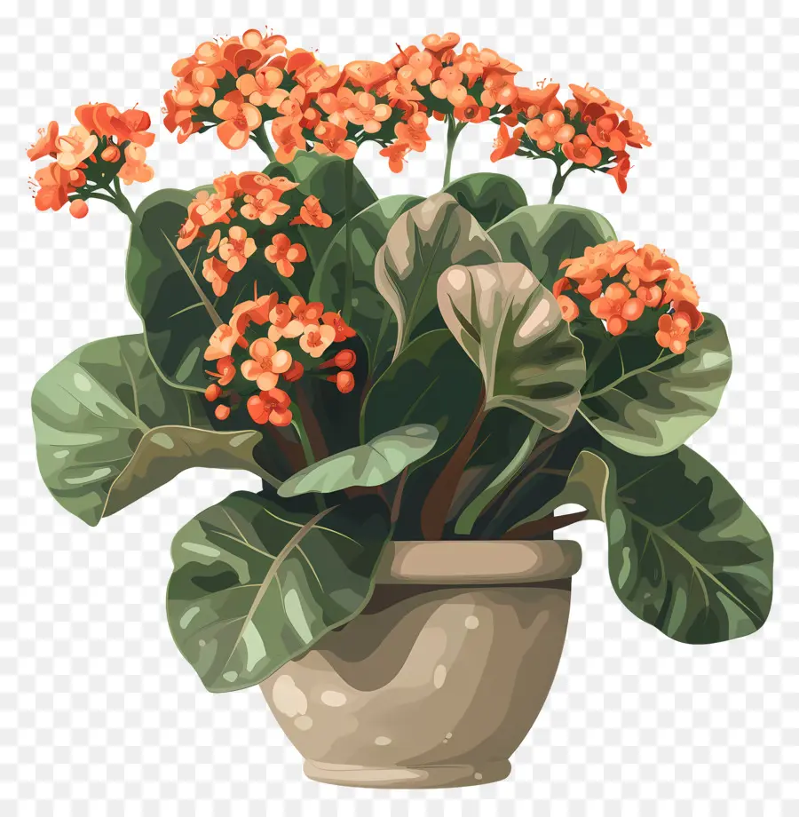 Plante De Kalanchoe，Des Fleurs D'orange PNG
