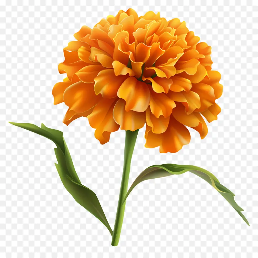 Fleurs De Dessins Animés 3d，œillet D'orange PNG