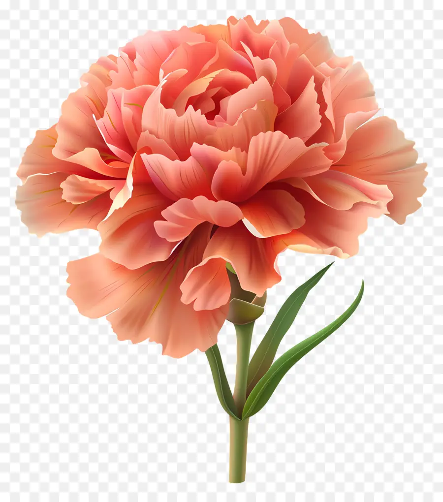 Fleurs De Dessins Animés 3d，Oeillet Rose PNG