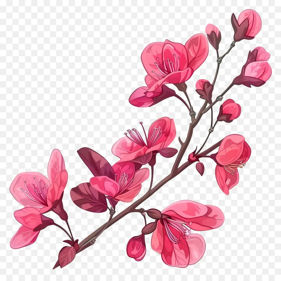 Chinois Redbud，Fleur De Cerisier PNG