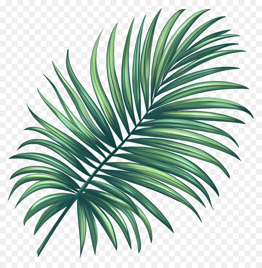 Feuille De Palmier，Plante Tropicale PNG