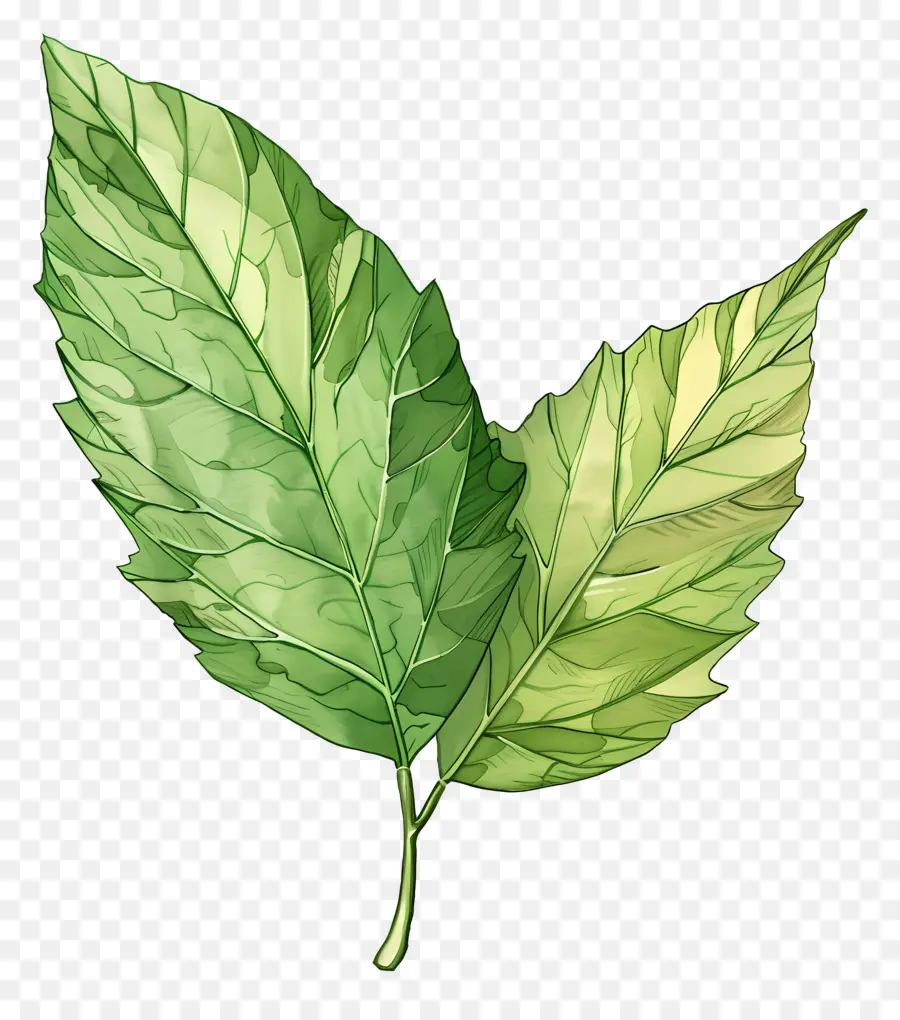 Feuille De Cendre，Feuille Verte PNG