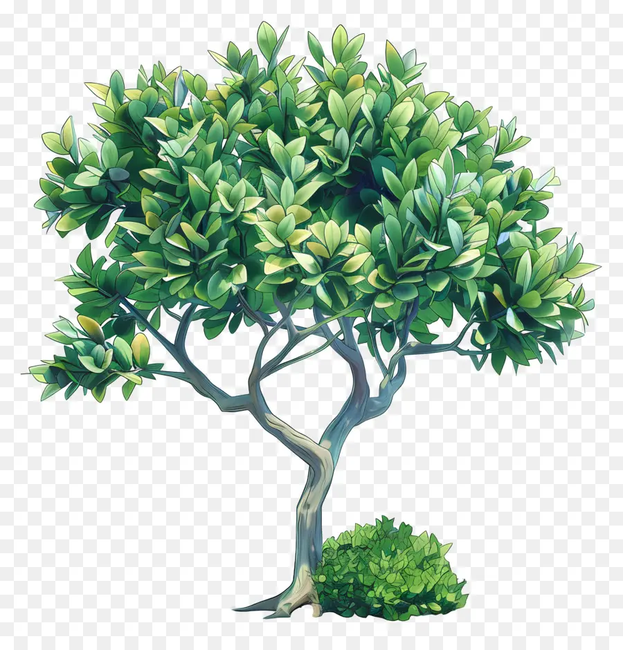 Ficus，Arbre Vert PNG