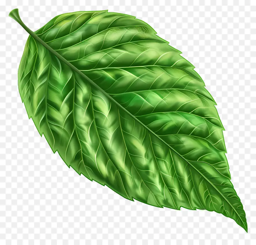 Feuille，Feuille Verte PNG