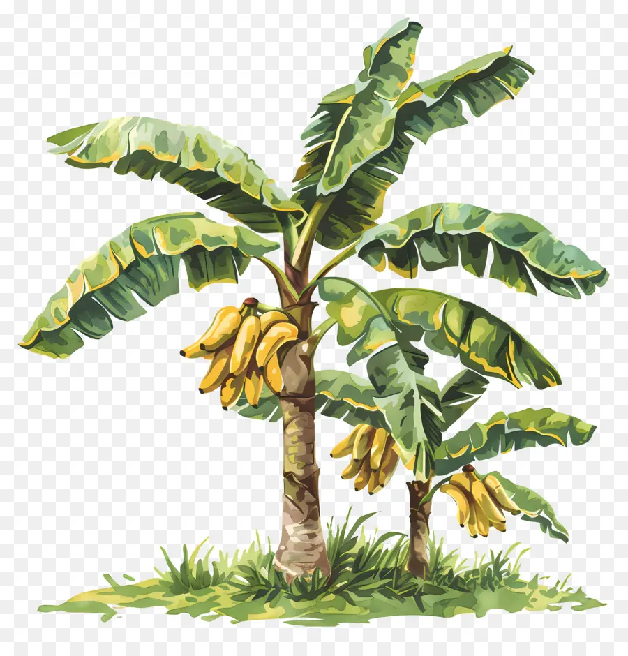 Bananier，Bananes Mûres PNG