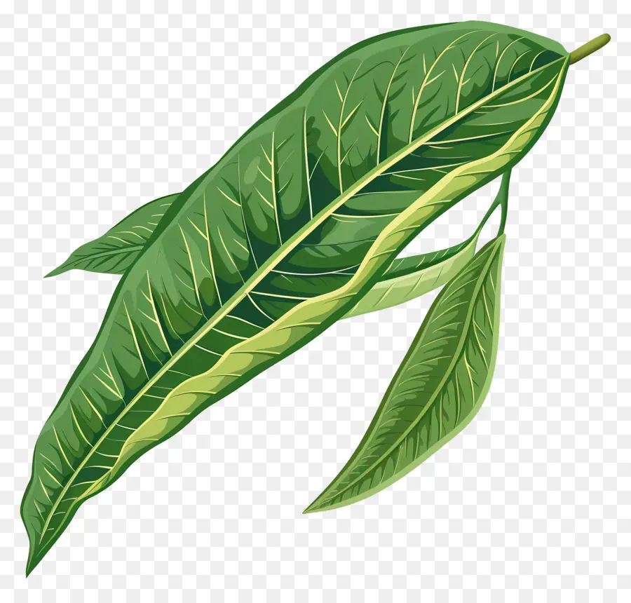 Feuille De Mangue，Feuille Verte PNG