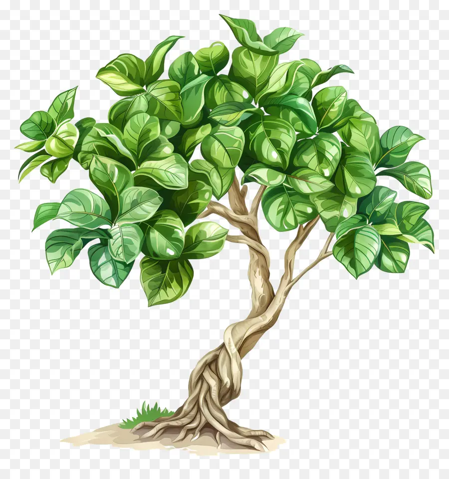 Ficus，Arbre PNG