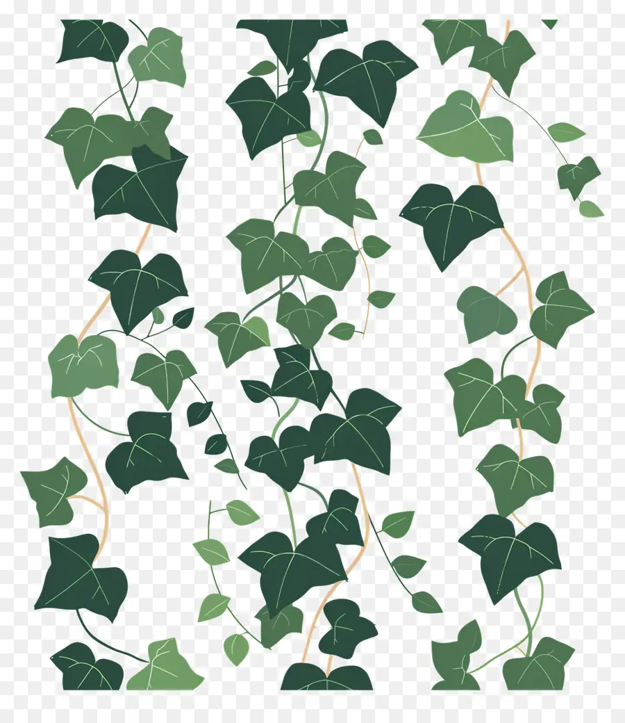 Vignes Ivy，Feuilles Vertes PNG
