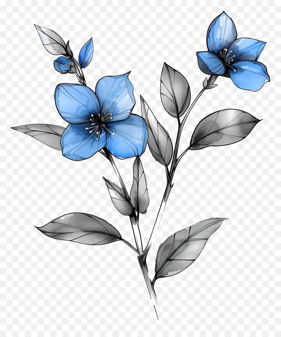 Fleur Bleue，Fleurs Bleues PNG