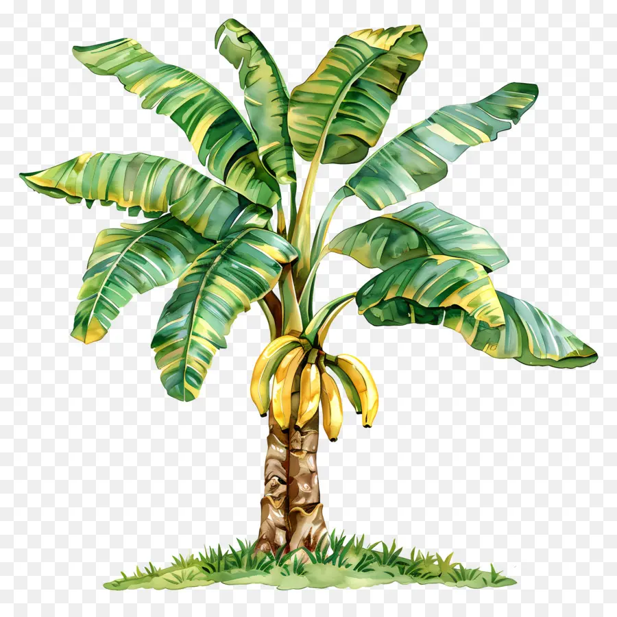 Bananier，Fruits PNG