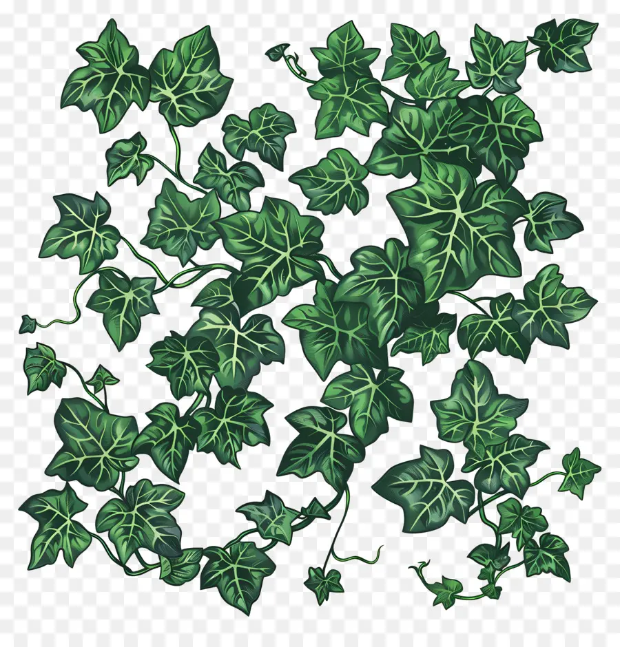 Vignes Ivy，Le Vert De La Vigne PNG