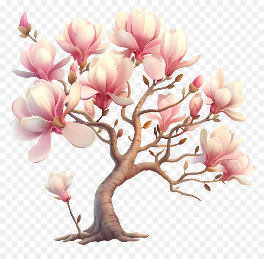 Arbre De Magnolia，Fleurs Roses Blanches PNG