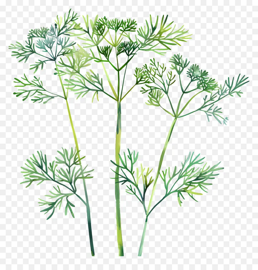 De L'aneth Frais，Peinture De Brins Verts PNG