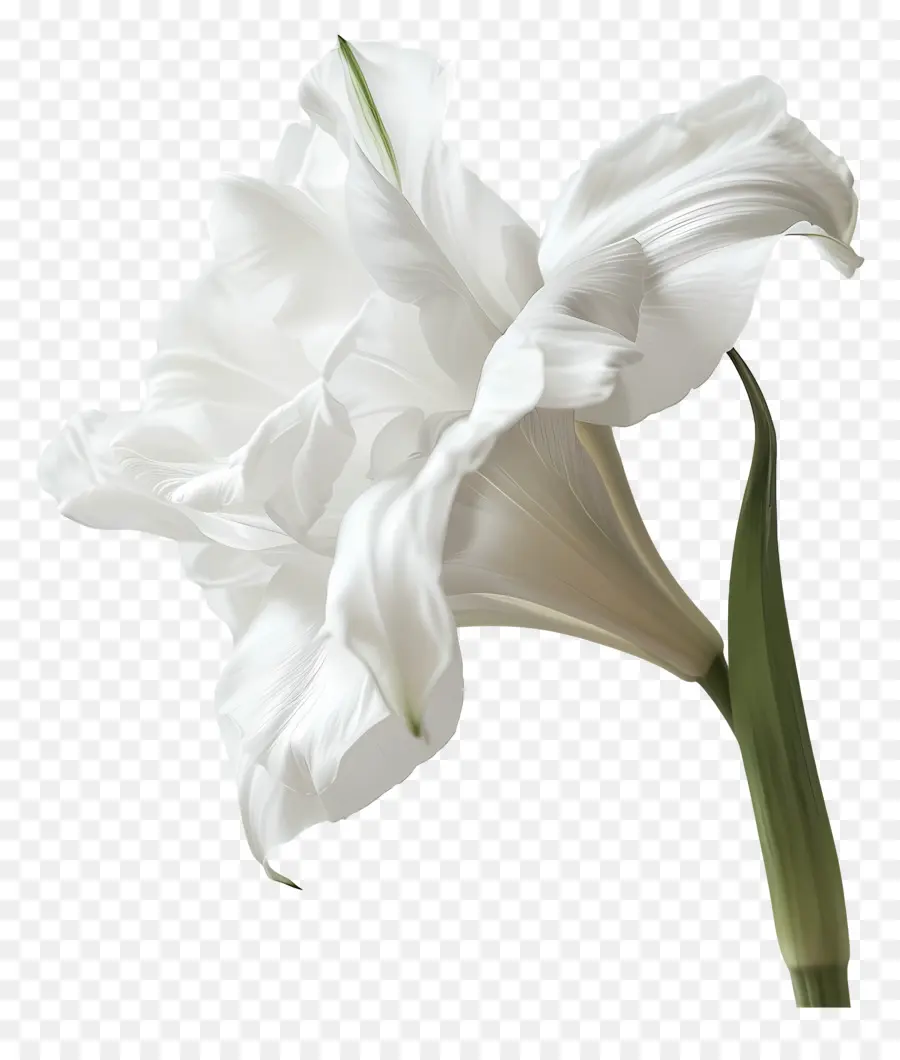 Funérailles，Fleur Blanche PNG