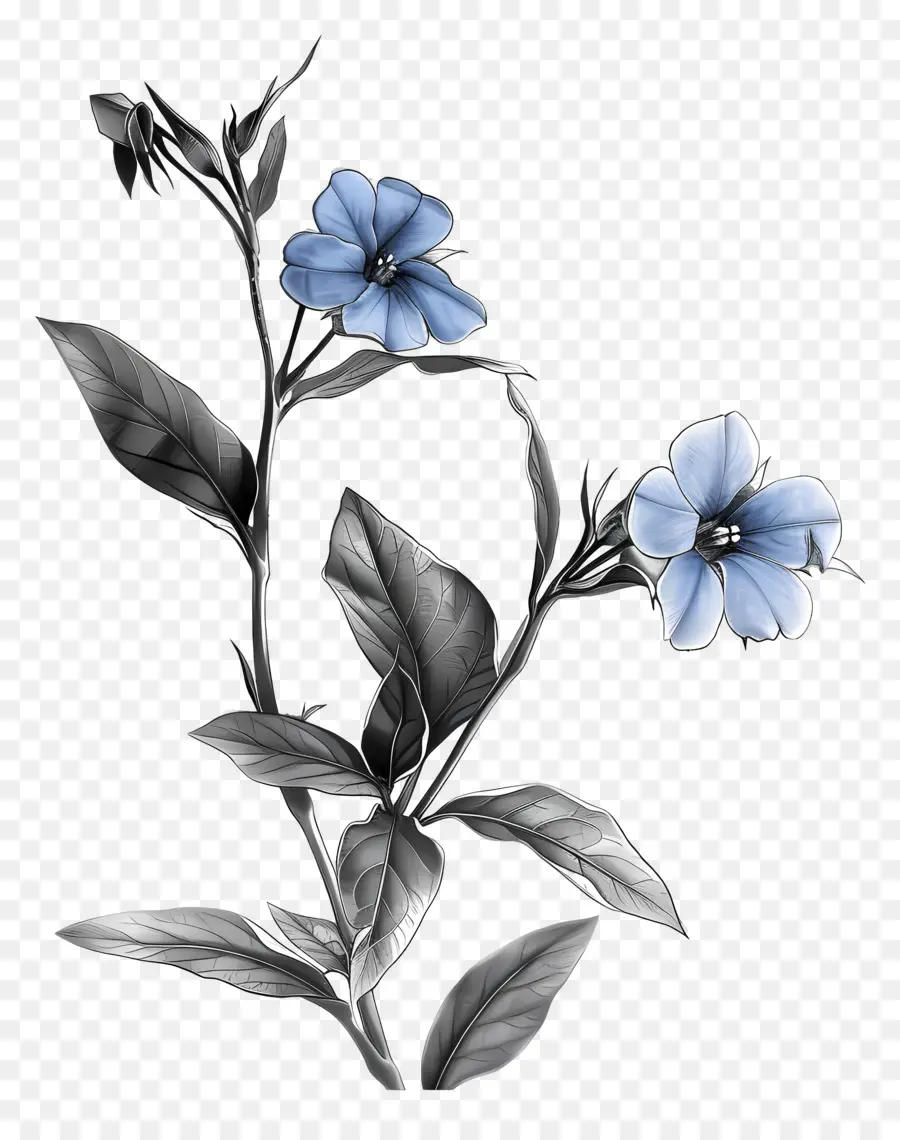 Fleur Bleue，Fleurs Bleues PNG